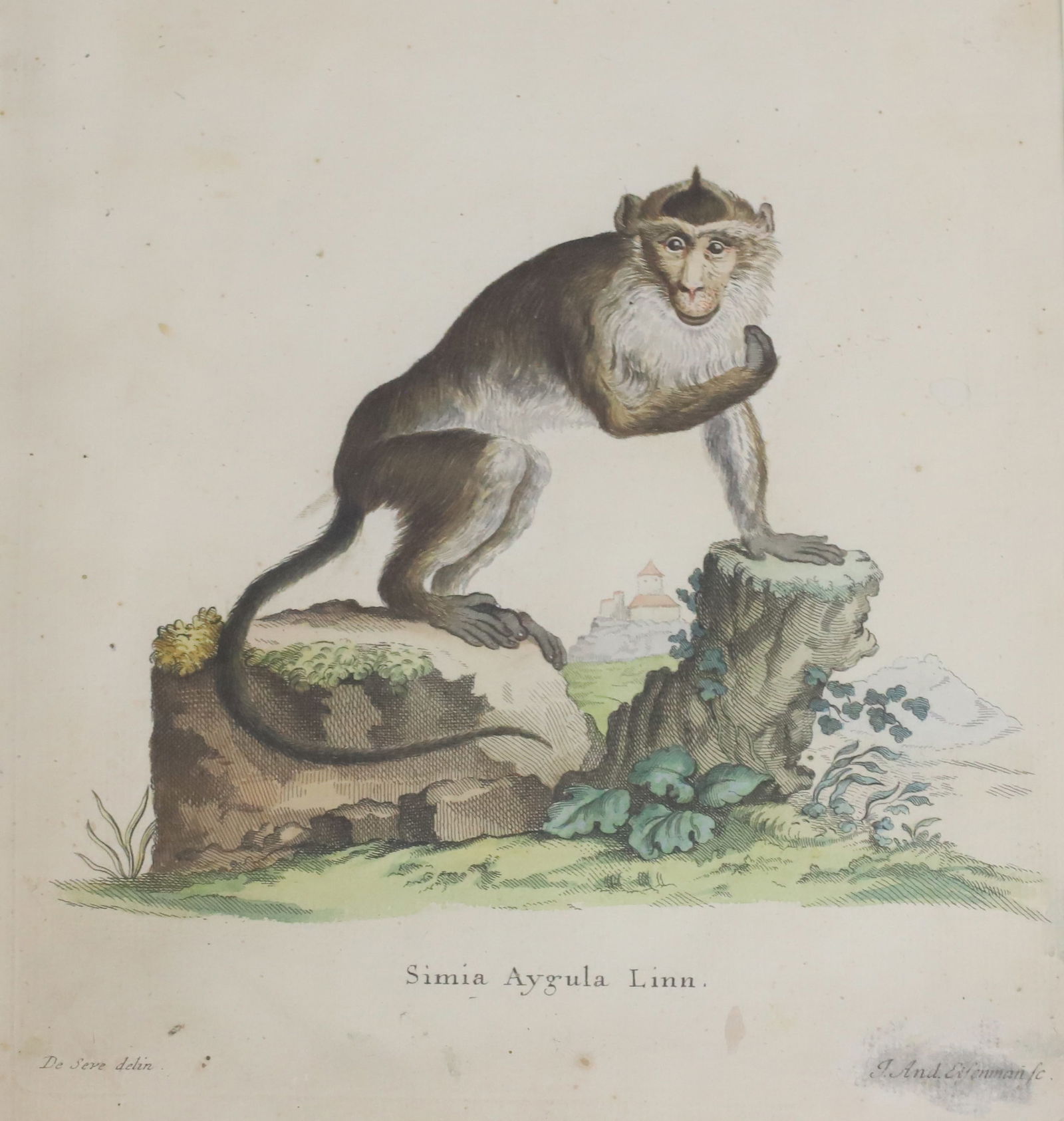 (2) SIMIA (MONKEYS) ENGRAVINGS - 2