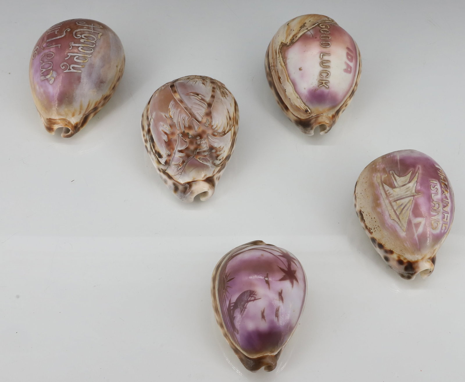 (5) CARVED SHELLS - 2