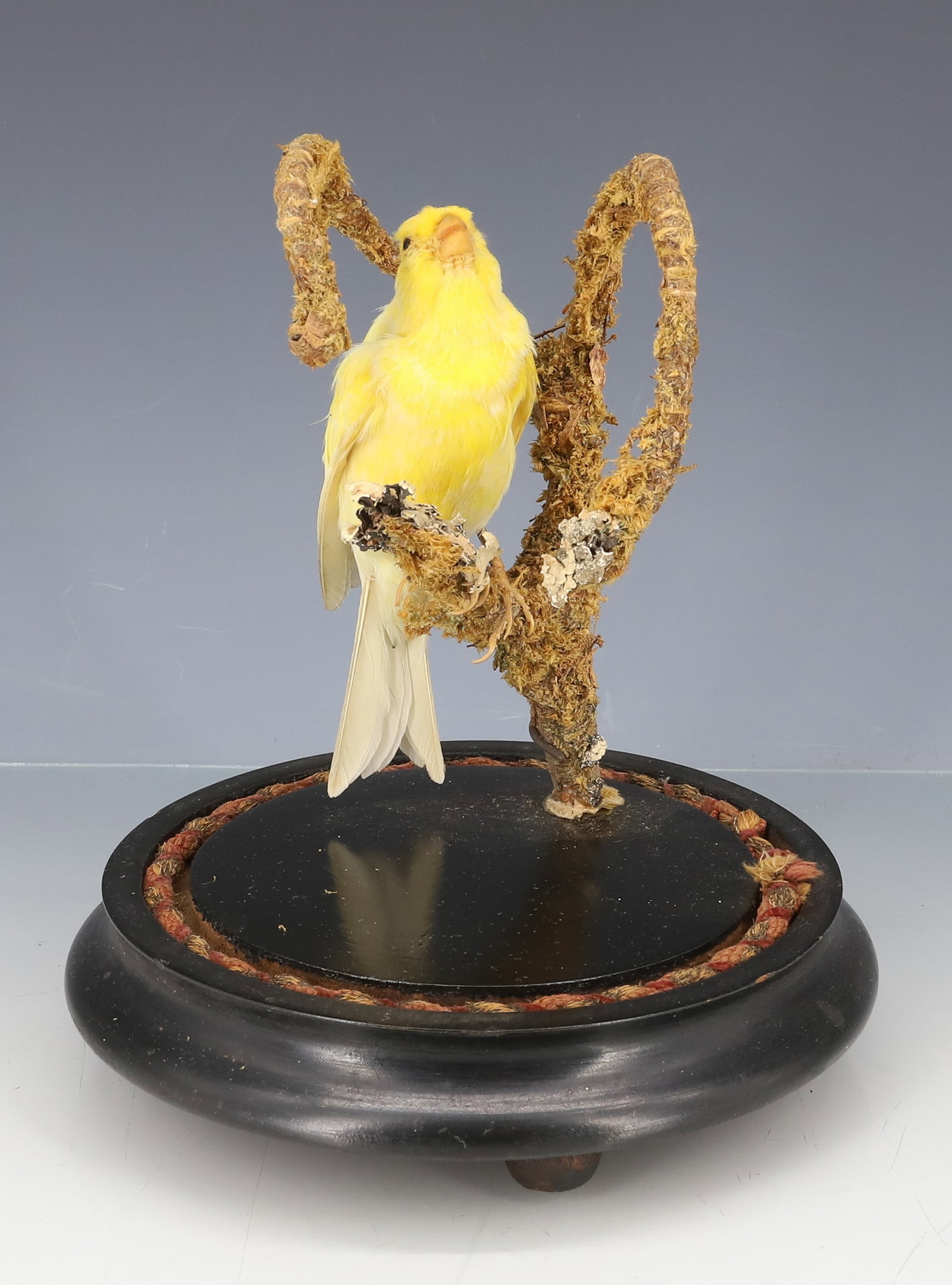 TAXIDERMY BIRD ON WOODEN BASE (1 of 5)