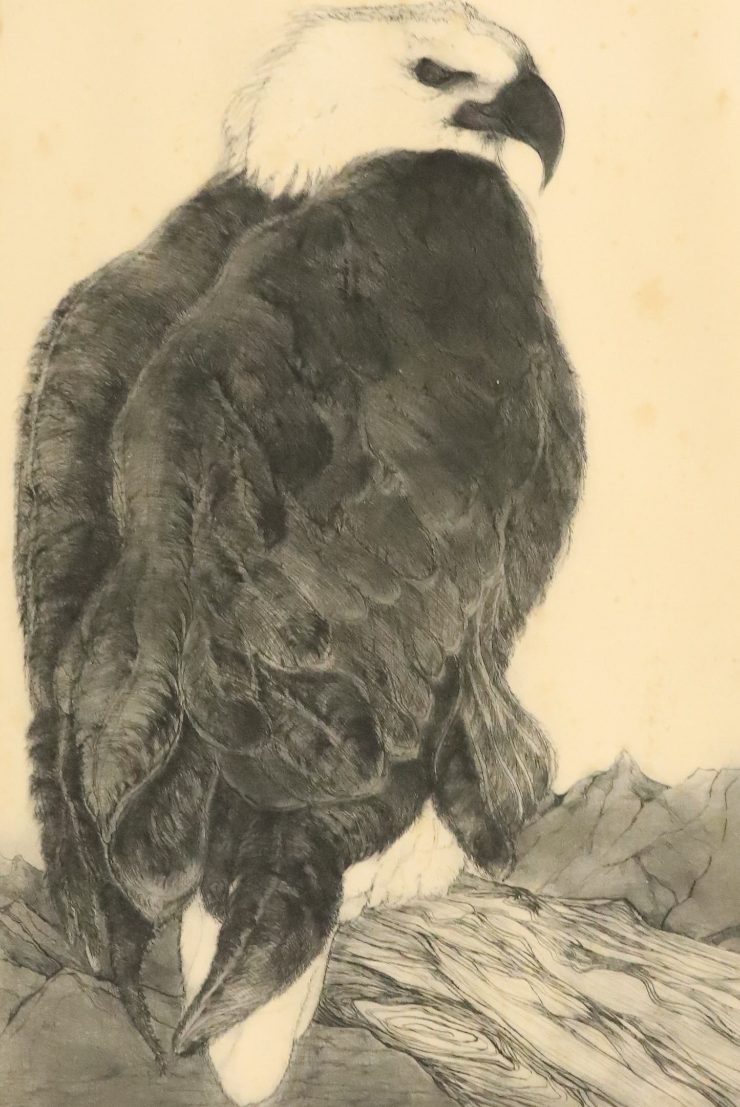 AMERICAN BALD EAGLE ETCHING (1 of 6)