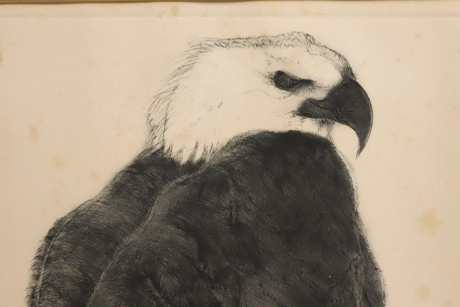 AMERICAN BALD EAGLE ETCHING - 5