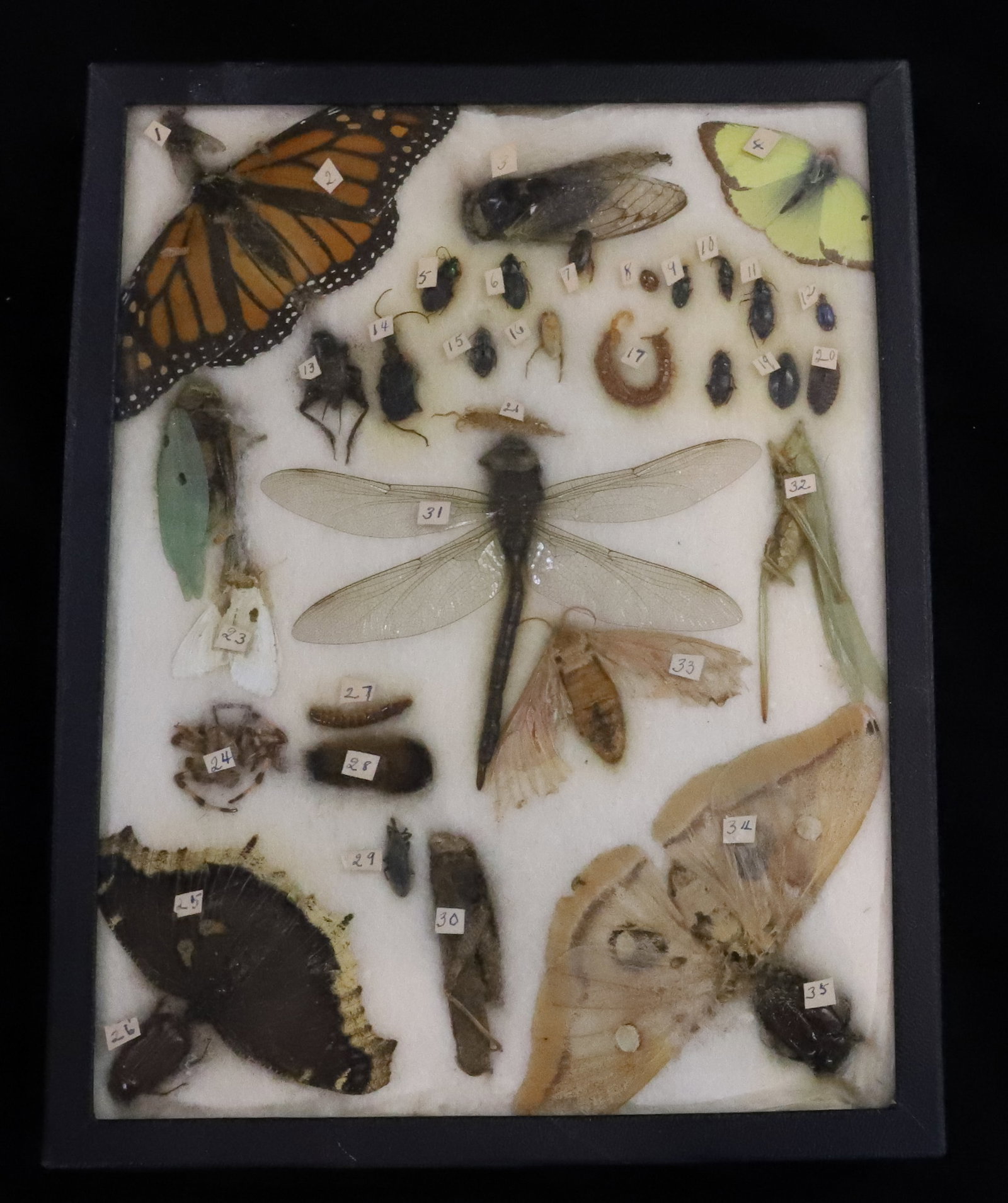 VINTAGE INSECT SPECIMEN MOUNT: VARIETY OF MOTHS, BUTTERFLIES AND MORE. "RIKER SPECIMEN MOUNT" 8 1/2" X 6 1/2".