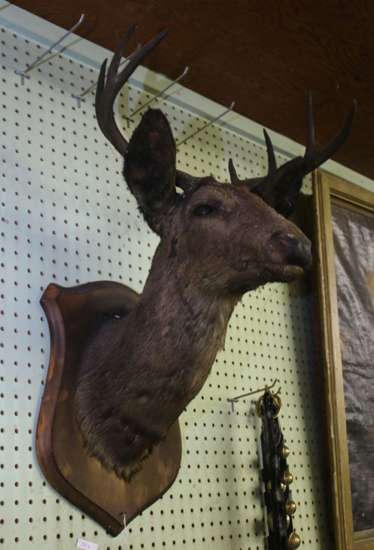 ANTIQUE DEER MOUNT (1 of 2)