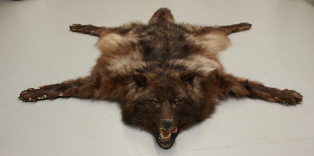 BLACK WOLF PELT
