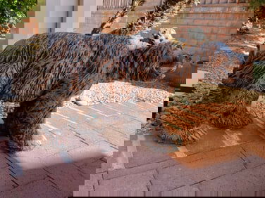 Concrete Garden Bear Statue