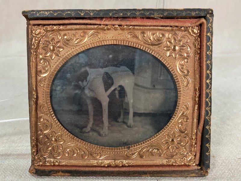 Tintype of Hound Dog (1 of 8)