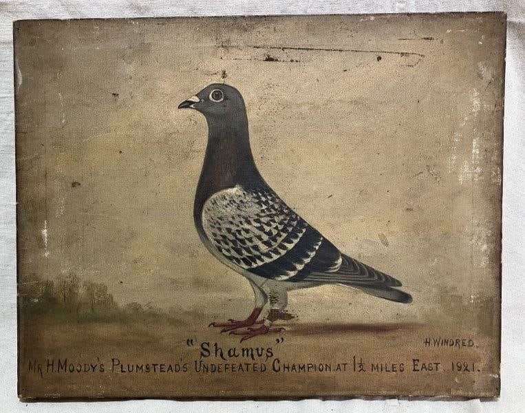 Racing Pigeon Portrait by Edward Henry Windred (British, 1875-1953) (1 of 7)