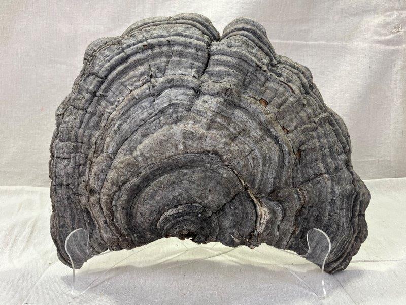 Large Dried Mushroom (1 of 14)