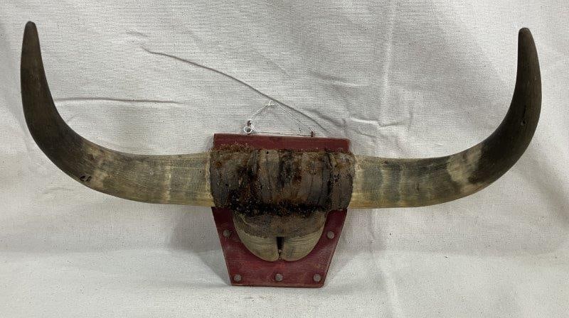 Mounted Vintage Steer Horns (1 of 9)