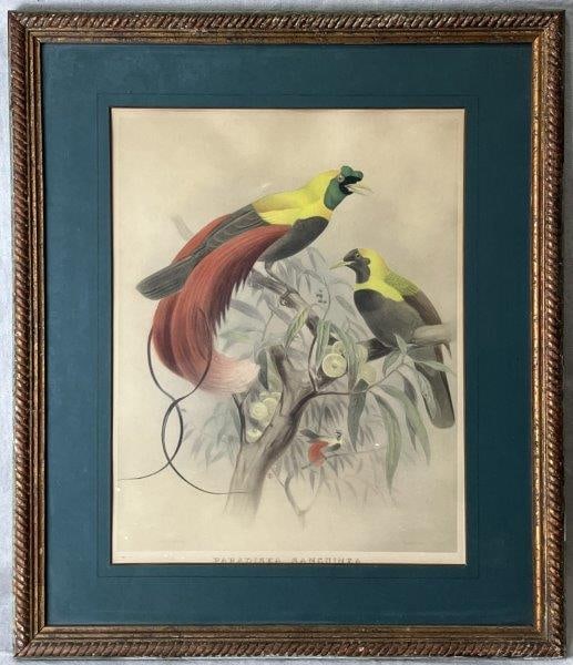 Paradisea sanguinea (Red Bird of Paradise) Tinted Lithograph (1 of 9)