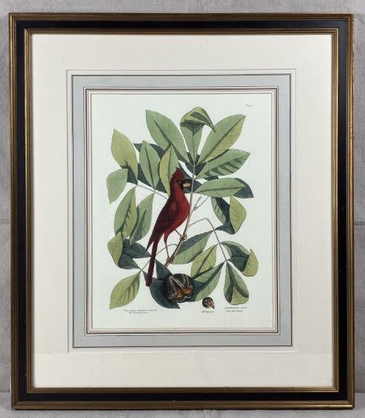 Mark Catesby Cardinal or Red Bird with Hickory and Pignut Tree (1 of 12)