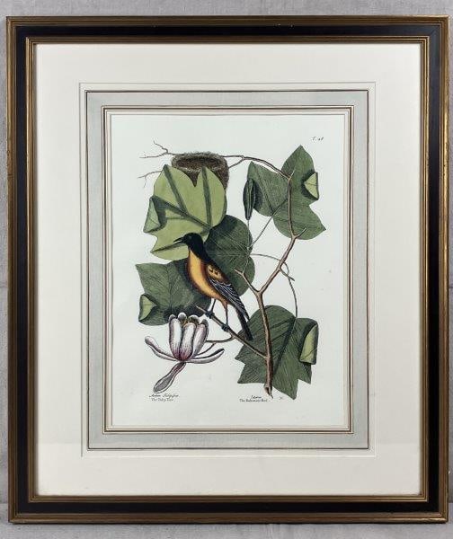 Mark Catesby Arbor Tulipifera: Engraving by Mark Catesby depicting a Baltimore Oriole perched on a tulip tree branch with a nest at the top. Rendered with vibrant colors and fine detail. Housed in a gilt frame. Measures approximate