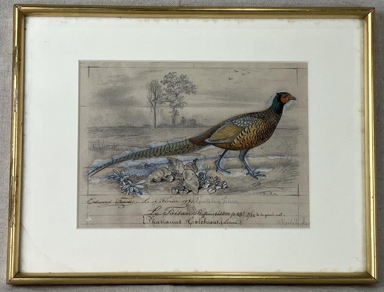 Edouard Traviès, Study of a Pheasant, 1841 (1 of 10)