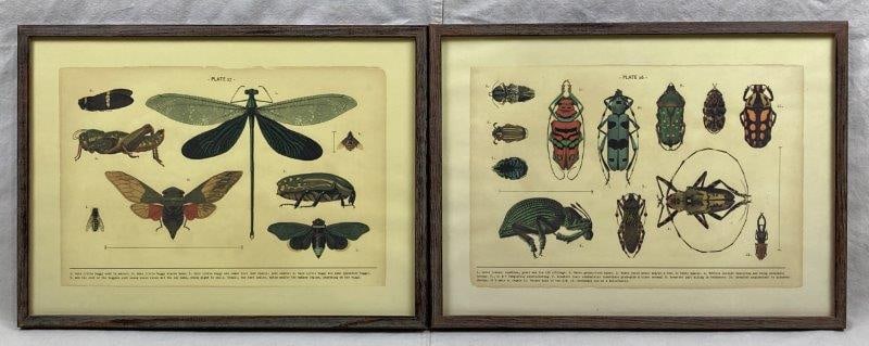 Pair of Insect Prints (1 of 9)