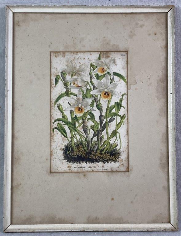 Louis van Houtte Lithograph, Dendrobium Nodatum Lindl: A botanical lithograph after Louis van Houtte, from Flowers of the Greenhouses and Gardens of Europe, originally published between 1845 and 1880. Depicts a Dendrobium aphrodite orchid and is titled