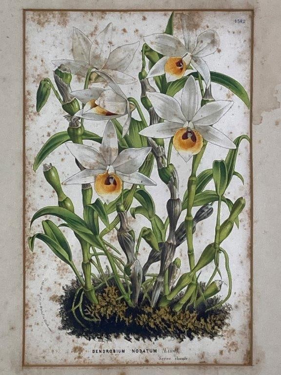 Louis van Houtte Lithograph, Dendrobium Nodatum Lindl - 2
