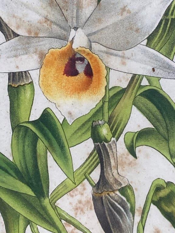 Louis van Houtte Lithograph, Dendrobium Nodatum Lindl - 3