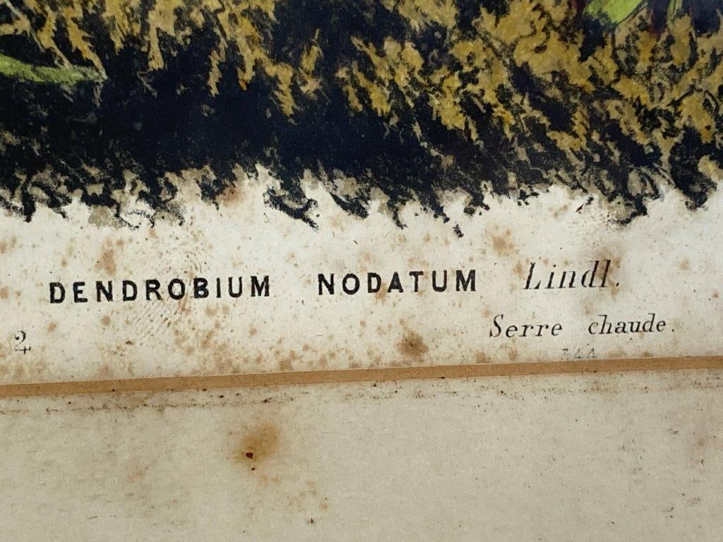 Louis van Houtte Lithograph, Dendrobium Nodatum Lindl - 4