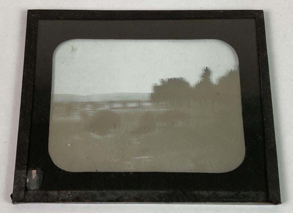 Grazing Bison Magic Lantern Slide - 3