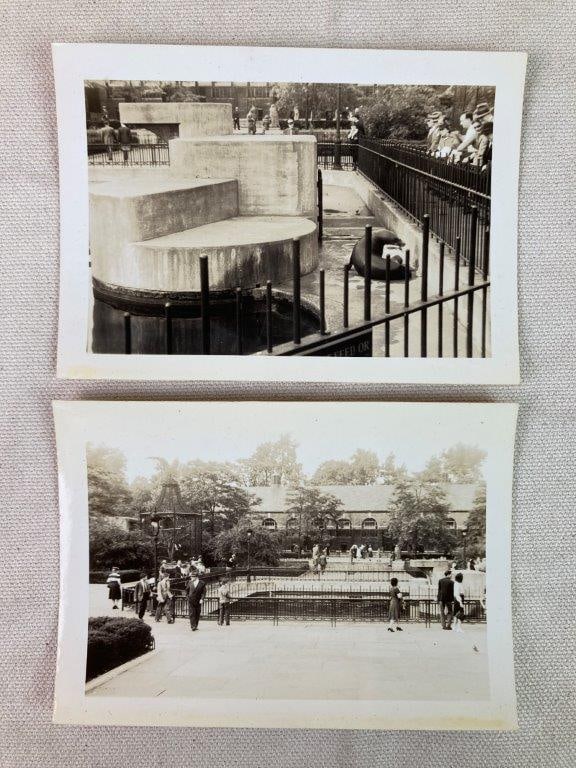 Twenty-Three Mid-20th Century Zoo Photographs - 10