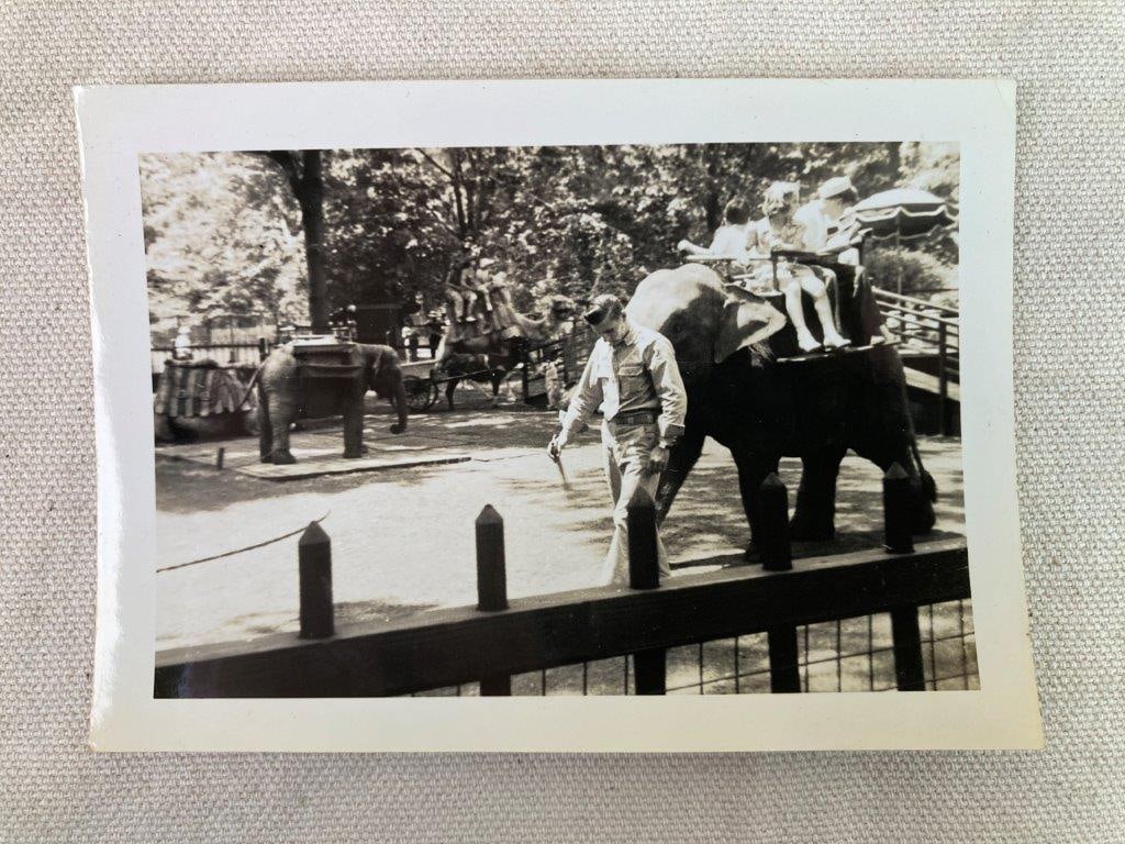 Twenty-Three Mid-20th Century Zoo Photographs - 13