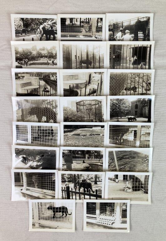 Twenty-Three Mid-20th Century Zoo Photographs: A group of twenty-three mid-20th century photographs depicting a variety of zoo animals and scenes. Subjects include lions, seals, bears, a tiger, a panther, a leopard, a rhinoceros, a bison, and