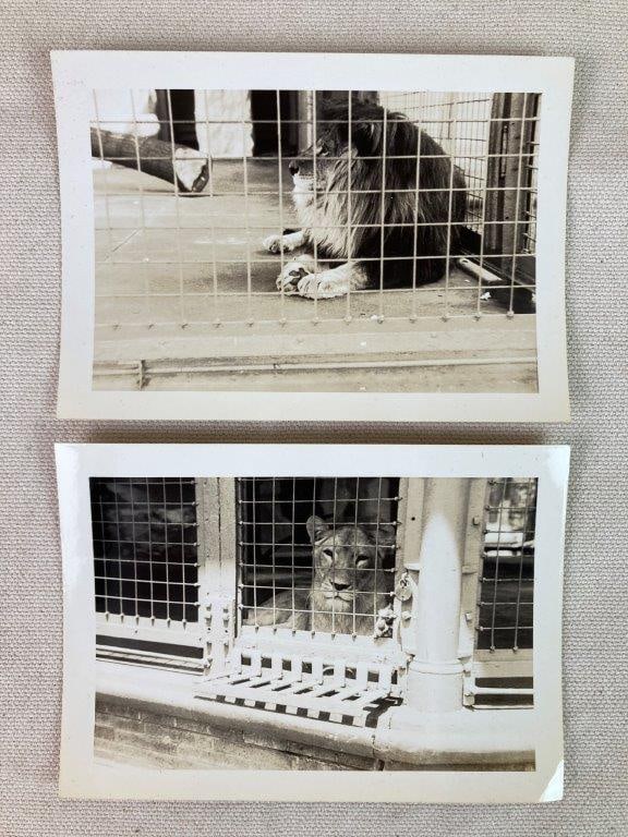 Twenty-Three Mid-20th Century Zoo Photographs - 2