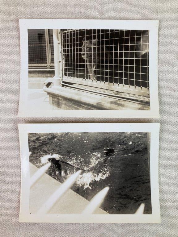 Twenty-Three Mid-20th Century Zoo Photographs - 4