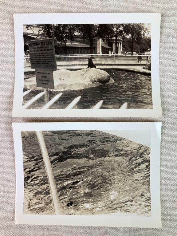 Twenty-Three Mid-20th Century Zoo Photographs - 5