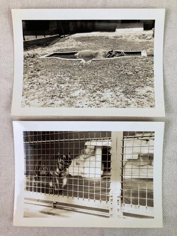 Twenty-Three Mid-20th Century Zoo Photographs - 6