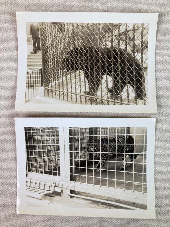 Twenty-Three Mid-20th Century Zoo Photographs - 7