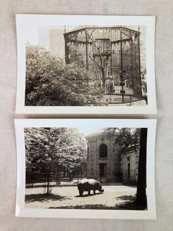 Twenty-Three Mid-20th Century Zoo Photographs - 8