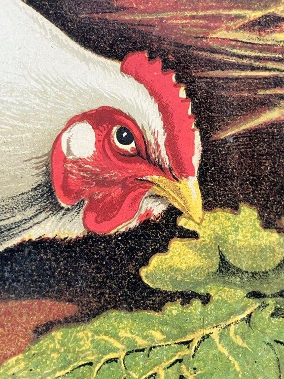 J.W. Ludlow, Chromolithograph Prints of Chickens - 12