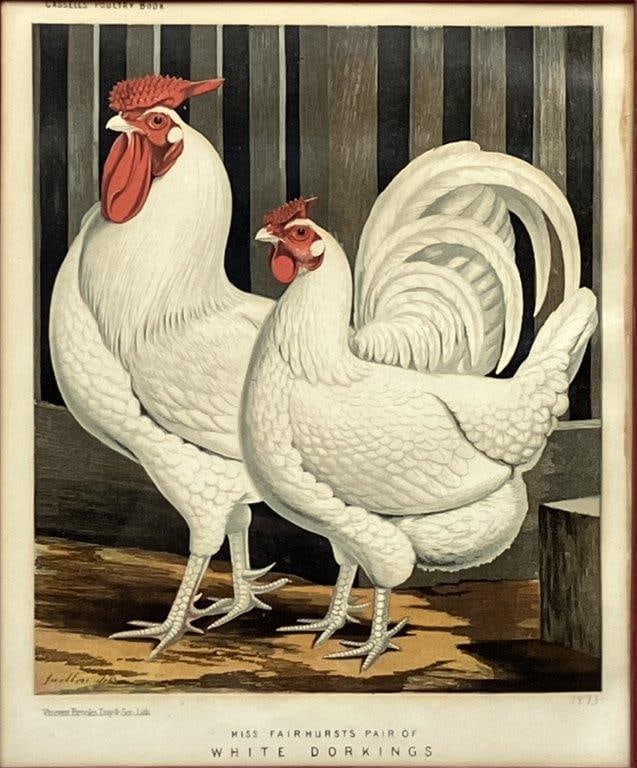 J.W. Ludlow, Chromolithograph Prints of Chickens - 3