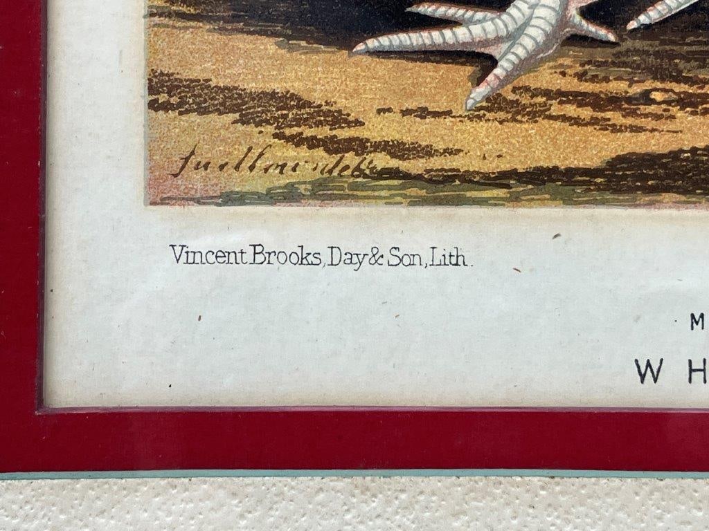 J.W. Ludlow, Chromolithograph Prints of Chickens - 6