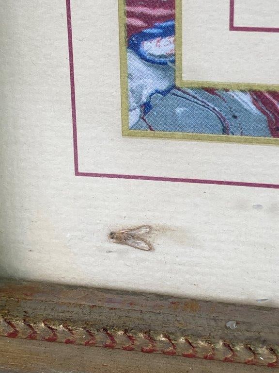 W.H. Lizars Hummingbird Prints, Campylopterus Latipennis and Trochilus Mango - 10