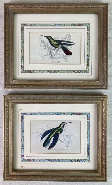W.H. Lizars Hummingbird Prints, Campylopterus Latipennis and Trochilus Mango: Two natural history prints after engravings by William Home Lizars, based on original drawings by Sir William Jardine from The Naturalistâ€™s Library, first published in the 1830s.