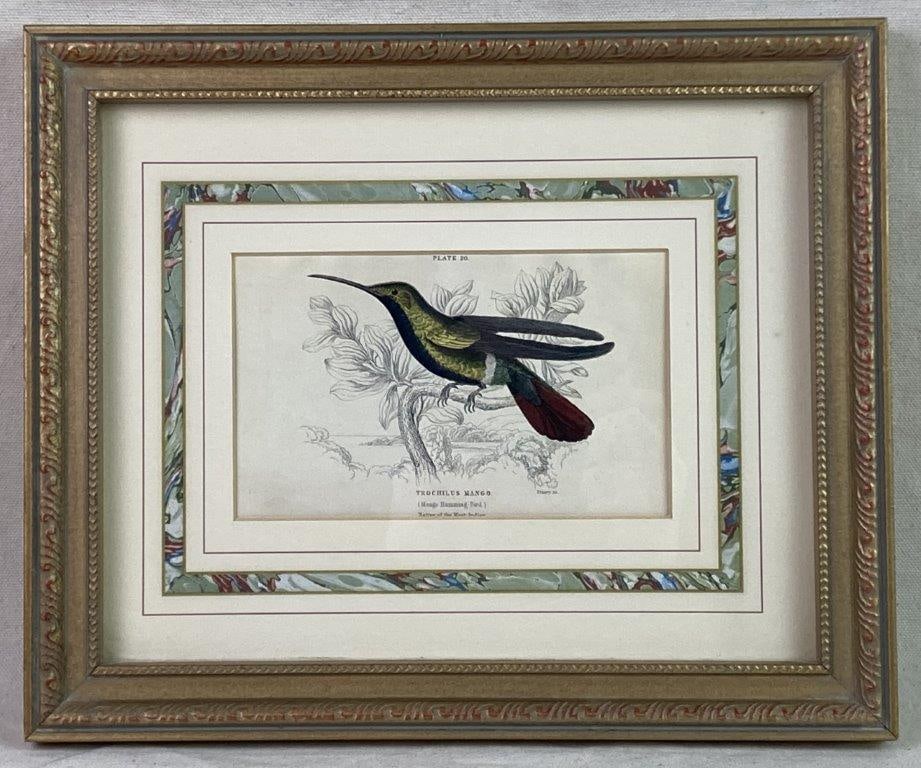 W.H. Lizars Hummingbird Prints, Campylopterus Latipennis and Trochilus Mango - 2