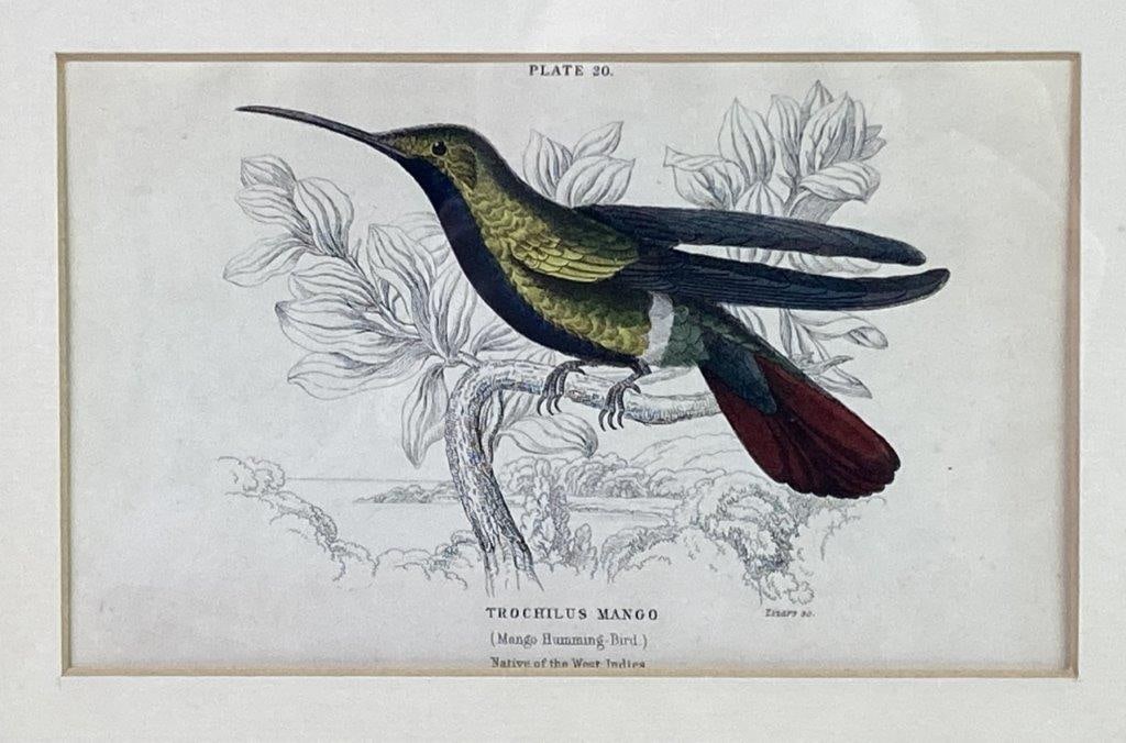 W.H. Lizars Hummingbird Prints, Campylopterus Latipennis and Trochilus Mango - 3