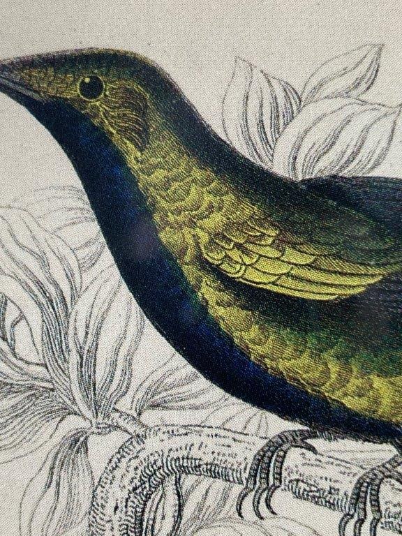 W.H. Lizars Hummingbird Prints, Campylopterus Latipennis and Trochilus Mango - 4
