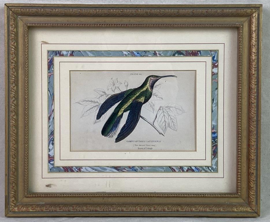 W.H. Lizars Hummingbird Prints, Campylopterus Latipennis and Trochilus Mango - 7