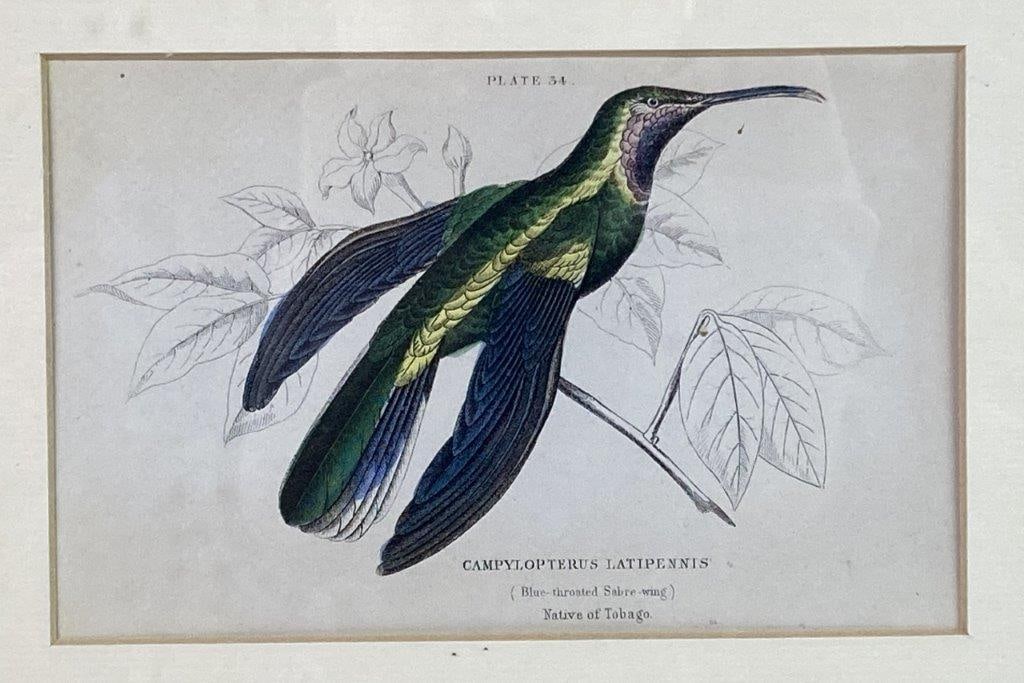 W.H. Lizars Hummingbird Prints, Campylopterus Latipennis and Trochilus Mango - 8