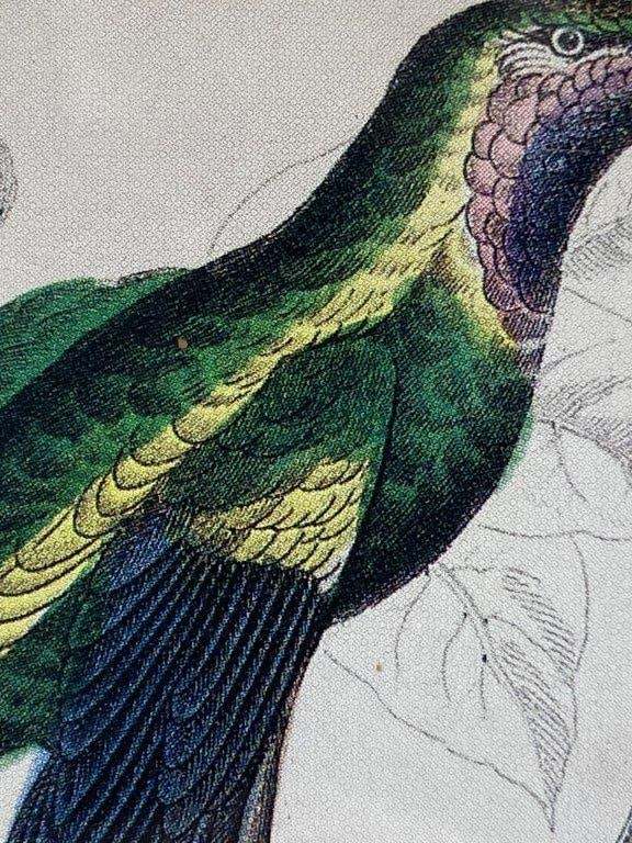 W.H. Lizars Hummingbird Prints, Campylopterus Latipennis and Trochilus Mango - 9