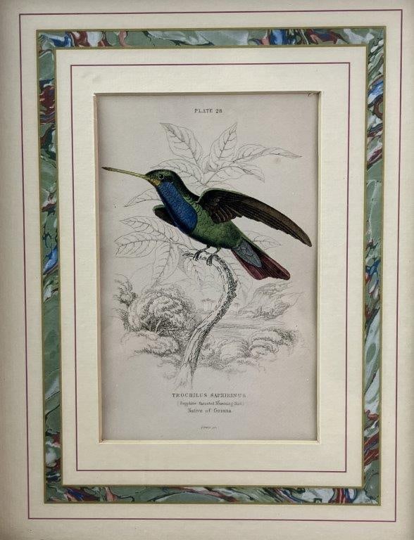 Group of W.H. Lizars Hummingbird Prints, - 11