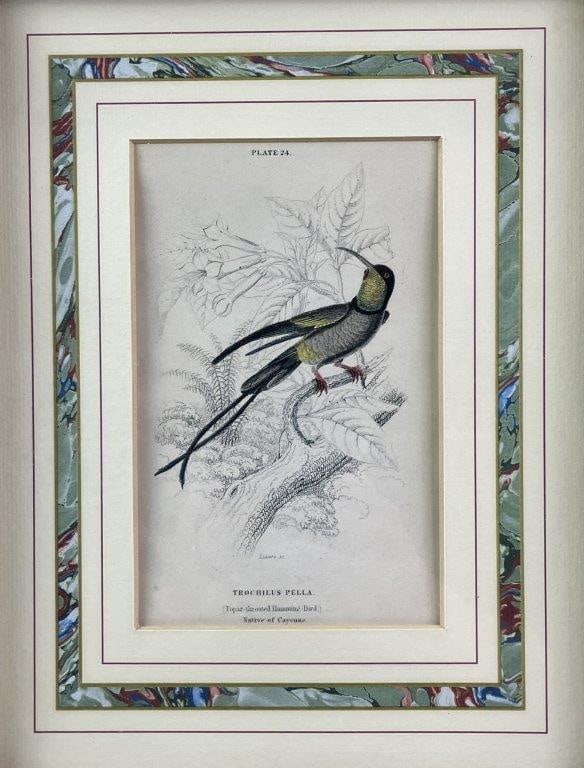 Group of W.H. Lizars Hummingbird Prints, - 13