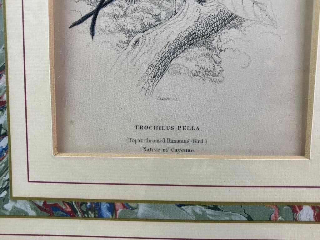 Group of W.H. Lizars Hummingbird Prints, - 14