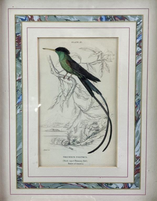 Group of W.H. Lizars Hummingbird Prints, - 15