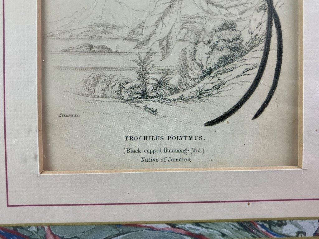 Group of W.H. Lizars Hummingbird Prints, - 16