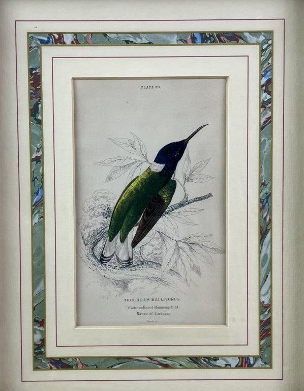 Group of W.H. Lizars Hummingbird Prints, - 18