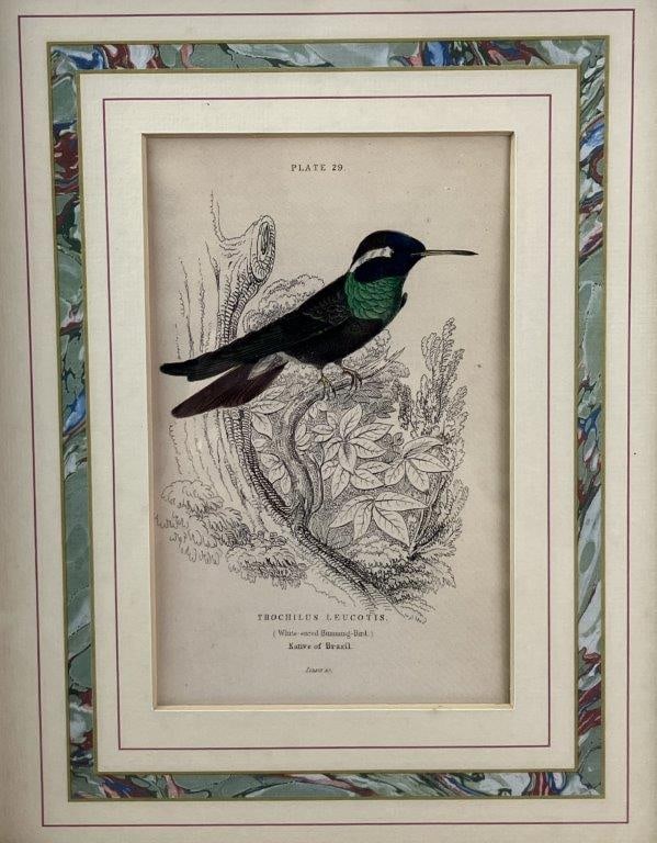 Group of W.H. Lizars Hummingbird Prints, - 3